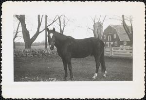 A dark-colored horse with white markings on its forehead and muzzle and two white "feet" stands in a field or paddock and looks at the camera
