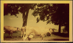 A small herd of light-colored cows ready to be milked walks down a dirt road or path lined by several tall trees