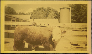 Brown and white livestock stands in front of a wooden fence