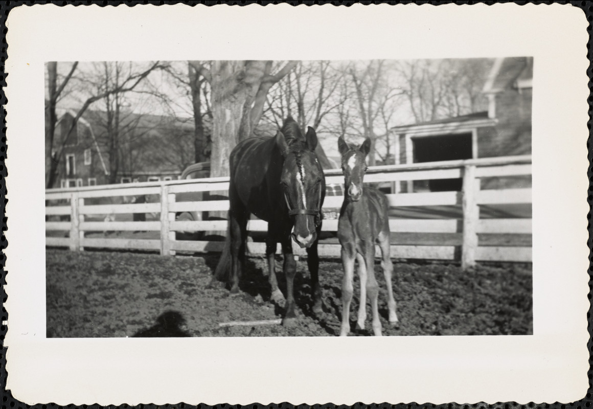 A foal and a larger horse, possibly the foal's mother, stand in a paddock or corral