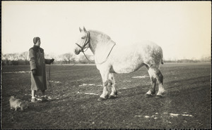 A large, light-colored horse, poses in a broad expanse of wintry field with a woman and a small dog