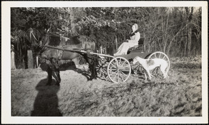 A woman sits in a small, four-wheeled carriage pulled by a dark-colored horse and a greyhound stands nearby