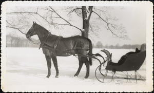 A dark-colored horse harnessed to a small sleigh stands on snow-covered ground