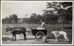 A woman sits in a small, two-wheeled cart pulled by a dark-colored pony with two dogs nearby
