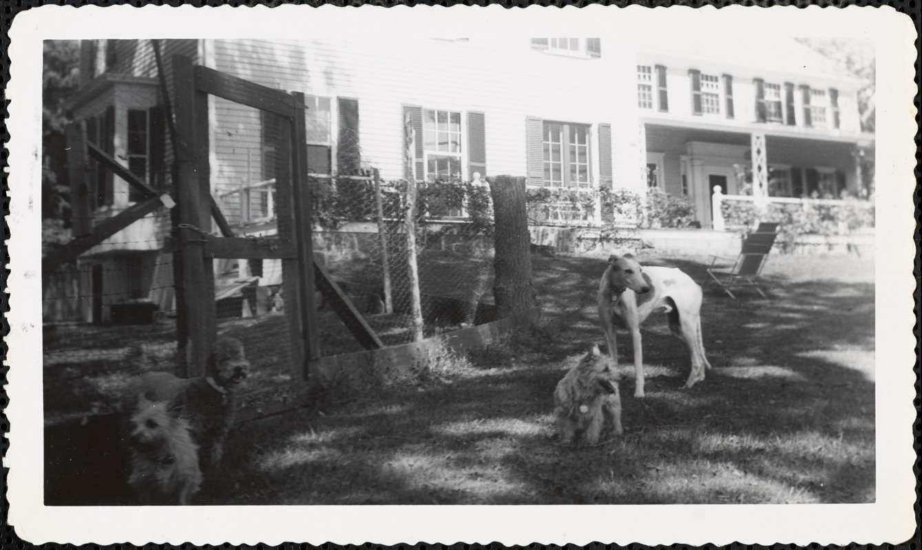 Four dogs pose on a shady lawn next to an area enclosed with posts and what appears to be chicken wire