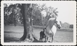 A large, light-colored horse and the mare's dark-colored foal stand under a large tree in leaf in an open field or paddock