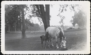 A large, light-colored horse grazes beneath a tree in a field or paddock and a dark-colored foal stands next to the mare