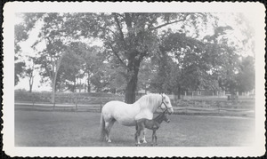 A large, light-colored horse stands in a field or paddock next to a dark-colored foal