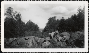 Two light-colored dogs of medium size stand atop a stone wall