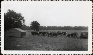 Cattle in a large field