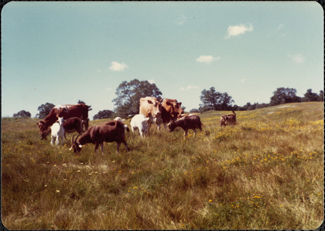 Gt. Pasture, 1977 July, Guernseys & goats