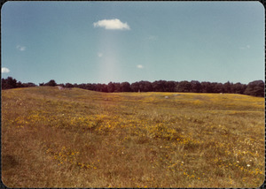 1977 July, show Gt. Pasture, Pigeon Hill & birdsfoot trefoil in bloom.