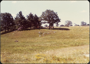 Gt. Pasture, Great Rock, sheep, goats & cattle