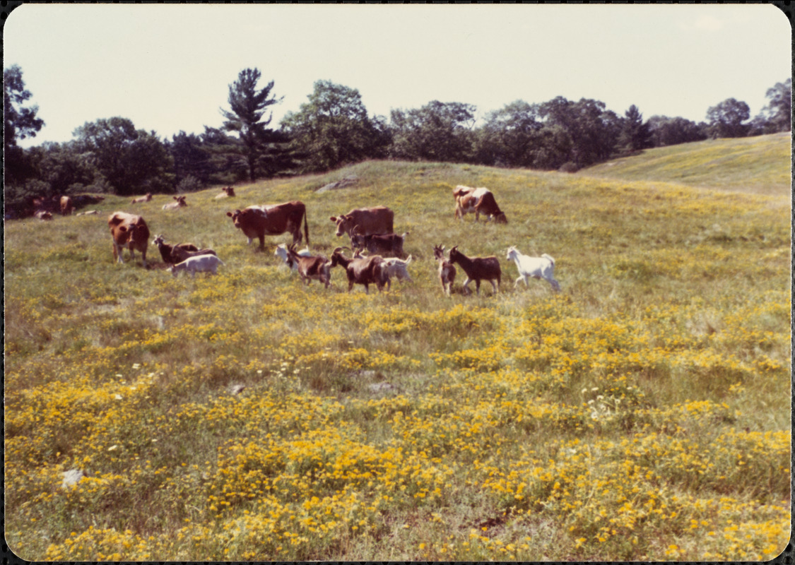 Guernsey cows and goats grazing in the Great Pasture