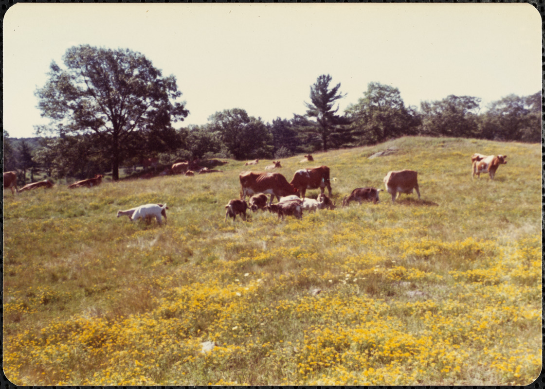 Gt. P., July 1977, Guernseys, goats, birdsfoot trefoil