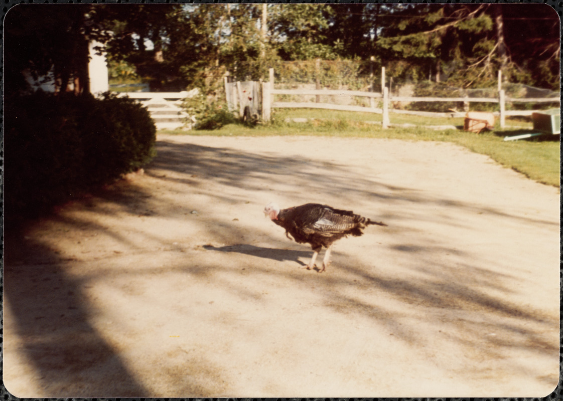 Tommy Turkey by Old House