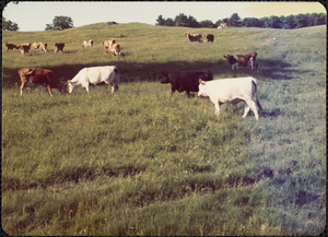 Guernseys and Beefolo, Great Pasture, summer 1976, Appleton Farms