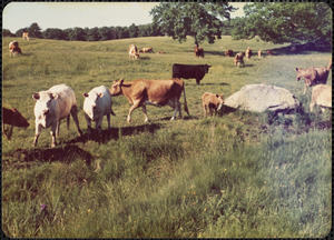 Guernseys and Beefolo, Great Pasture, summer 1976, Appleton Farms