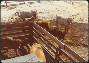 Winter, early March 1977, Appleton Farms