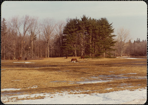 Winter, early March 1977, Appleton Farms