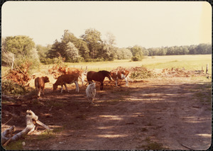 Cows, horse, and goat standing in shade