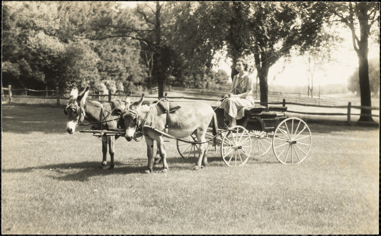 Woman driving large-wheeled, open carriage pulled by what appear to be two donkeys