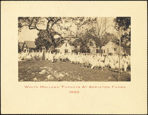 White Holland turkeys at Appleton Farms 1932