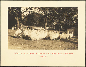White Holland turkeys at Appleton Farms 1932