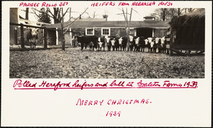 Polled Hereford heifers and bull at Appleton Farms 1939 Merry Christmas- 1939