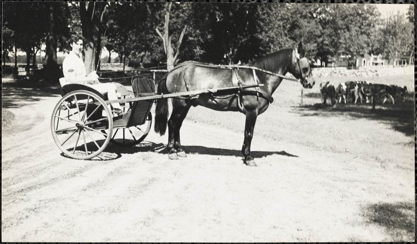 Woman  in a two-wheeled cart or chaise holding the reins of the horse harnessed to it