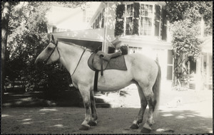 A large, light-colored horse, possibly a Percheron, wearing an English saddle
