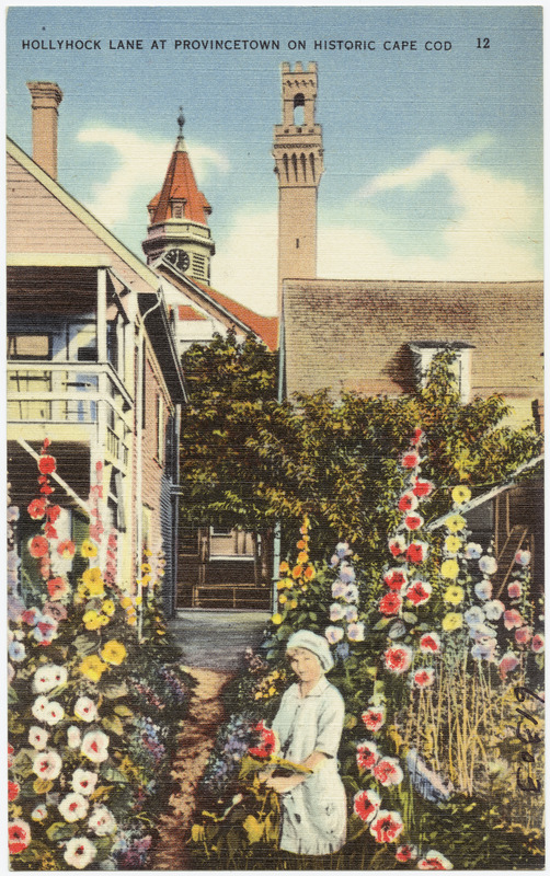 Hollyhock Lane at Provincetown on historic Cape Cod