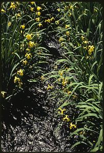 Stream feeder to Charles River at Audubon Soc. Res., Natick off Rt. 16