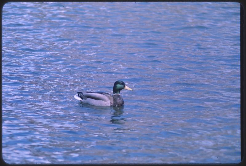 Mallard on water