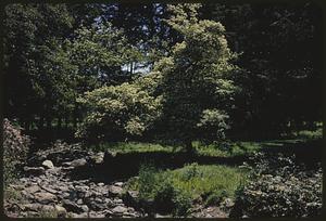 Part of garden or park with rocks, flowers, and trees