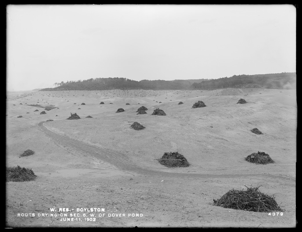 Wachusett Reservoir, roots drying on Section 6, west of Dover Pond, Boylston, Mass., Jun. 11, 1902