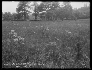 Wachusett Reservoir, 4-year-old pines and maples near Lamson's, Boylston, Mass., Jul. 7, 1902