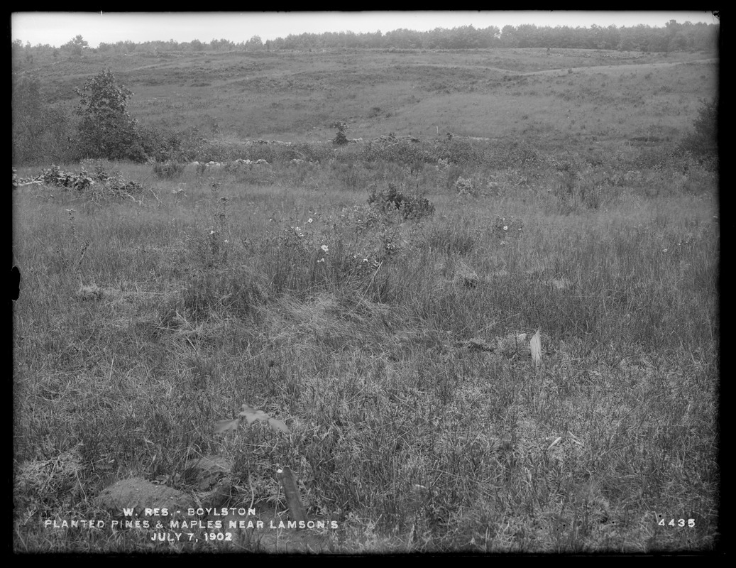 Wachusett Reservoir, planted pines and maples near Lamson's, Boylston, Mass., Jul. 7, 1902