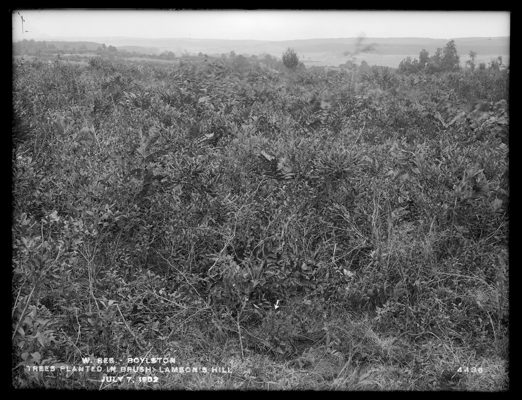 Wachusett Reservoir, trees planted in brush, Lamson's hill, Boylston, Mass., Jul. 7, 1902
