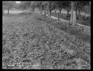 Wachusett Reservoir, Natural reproduction of maples, Boylston, Mass., Jul. 7, 1902