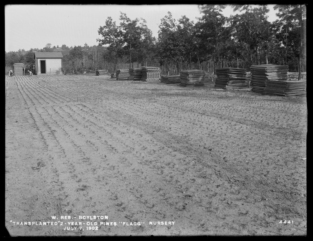 Wachusett Reservoir, transplanted 2-year-old pines, Flagg nursery, Boylston, Mass., Jul. 7, 1902