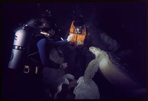 SCUBA divers feed sea turtle at New England Aquarium, Boston