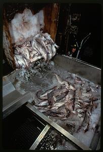 Fresh fish delivery at processing plant, Gloucester