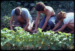 Tufts University "Roots & Growth" students work in campus vegetable garden, Medford