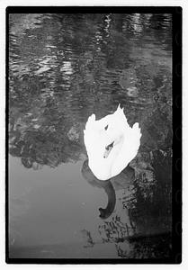 Swan