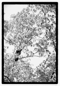 Tree maintenance, Boston Common