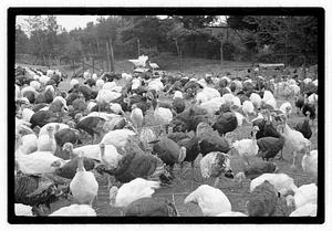 Turkey farm