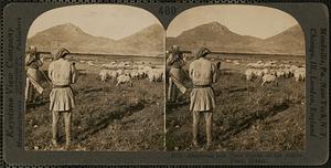 Sheperds and their flocks on the Argive Plain, Greece