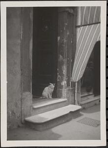 Cat in doorway