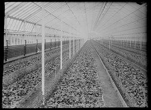 Cyclamen in greenhouse